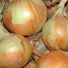 Gabriella Full-Size Onions
