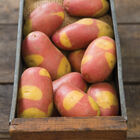 Pinto Gold Potatoes