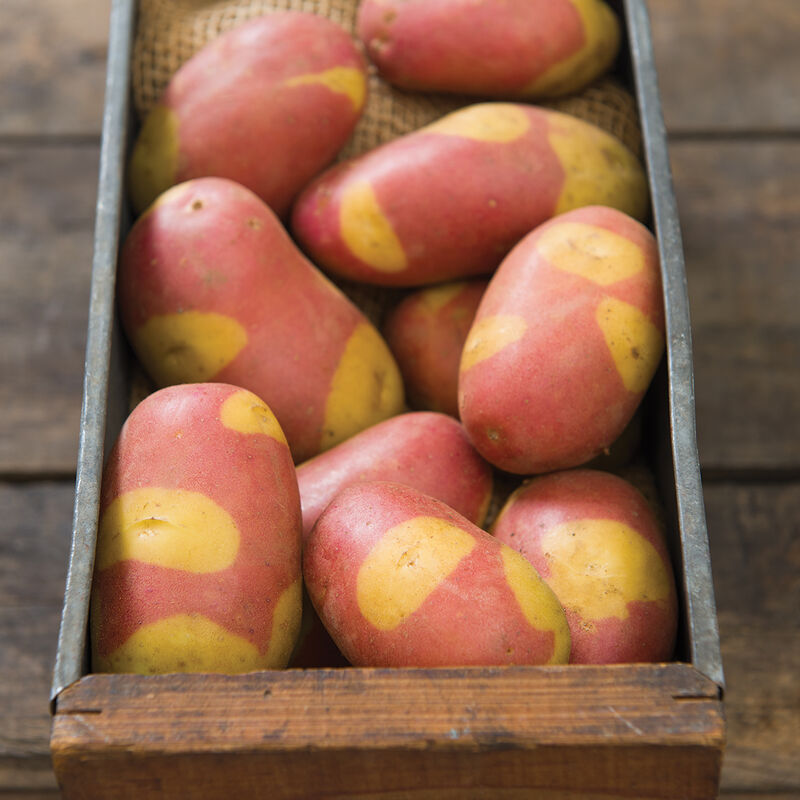 Pinto Gold Potatoes
