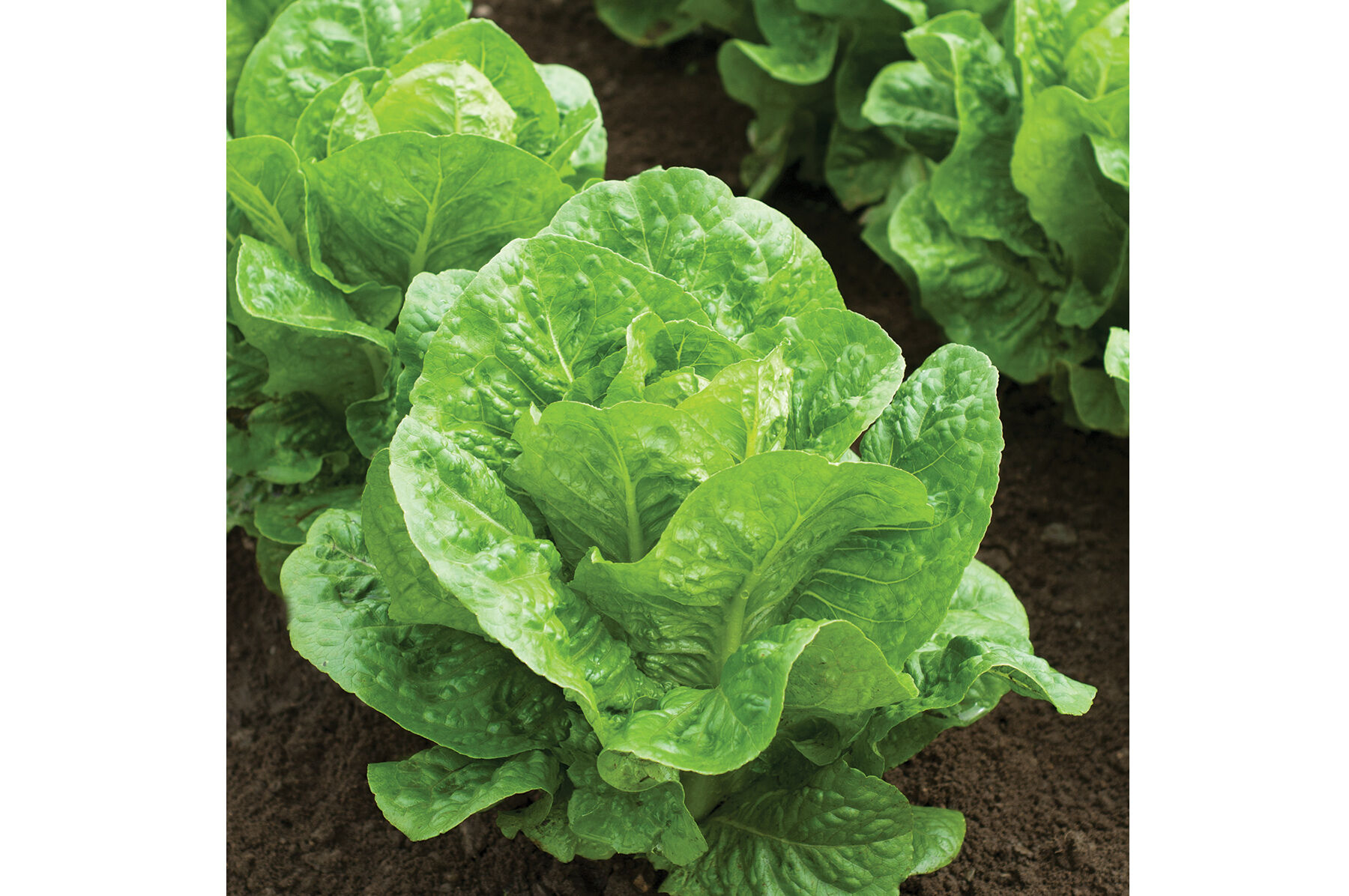 Salvius Romaine Lettuce (Cos)