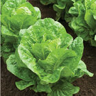 Salvius Romaine Lettuce (Cos)