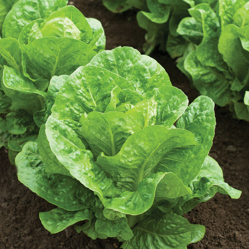 Salvius Romaine Lettuce (Cos)