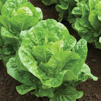 Salvius Romaine Lettuce (Cos)