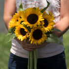 Zohar Tall Sunflowers