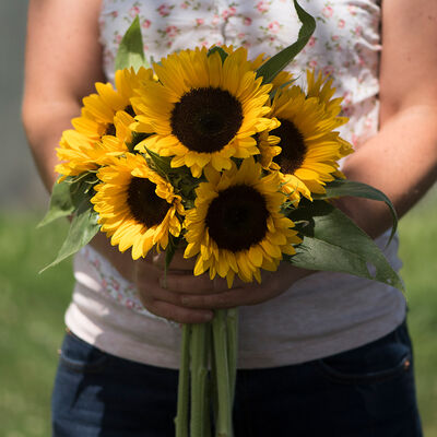 Zohar Zohar Tall Sunflowers