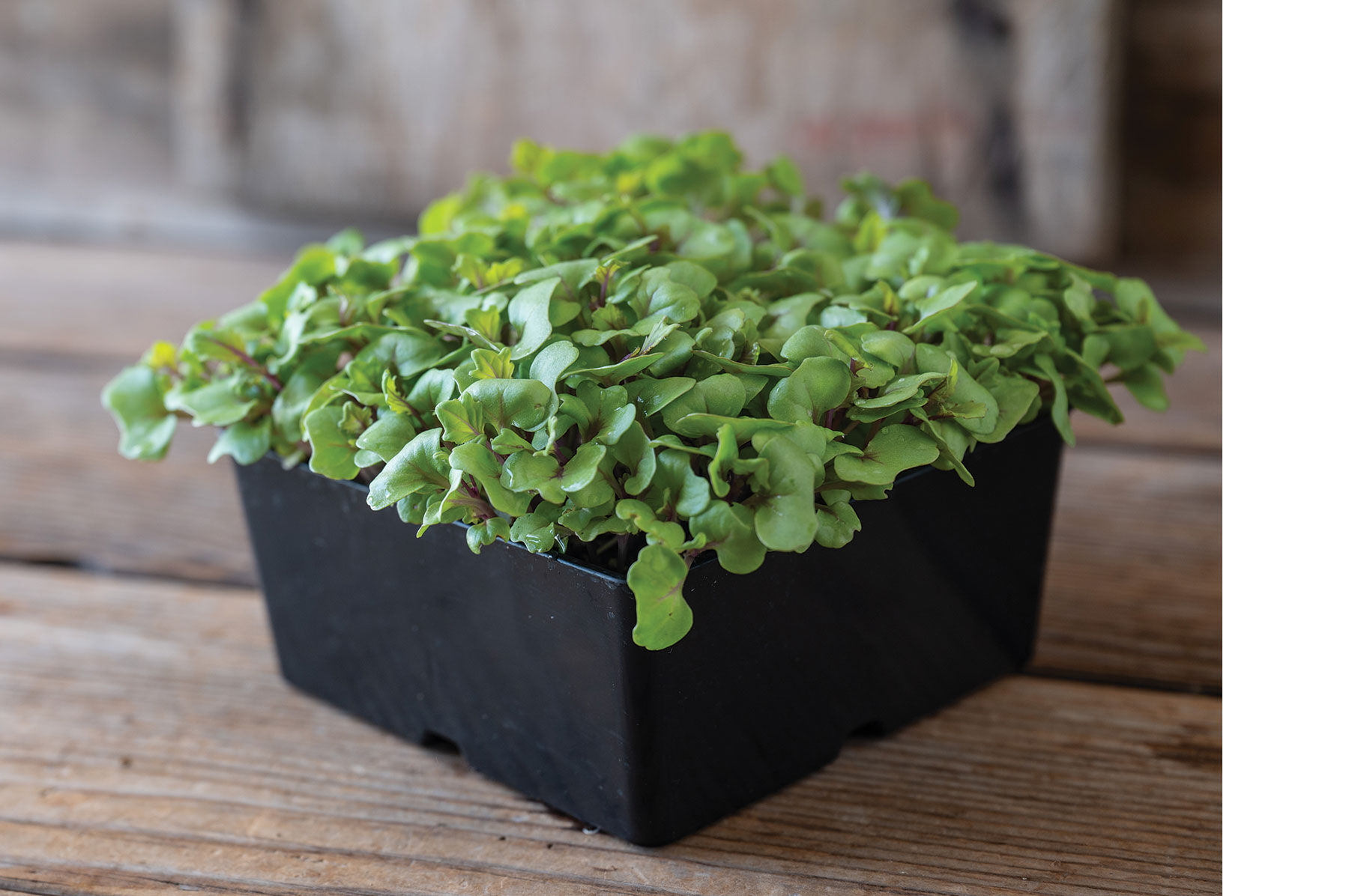 Kale, Unicorn Microgreen Vegetables