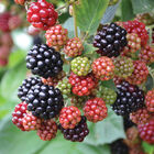 Chester Blackberry