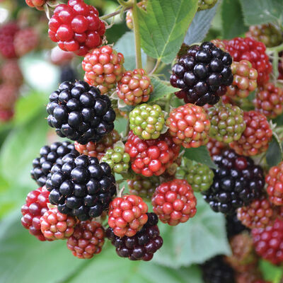 Chester Blackberry
