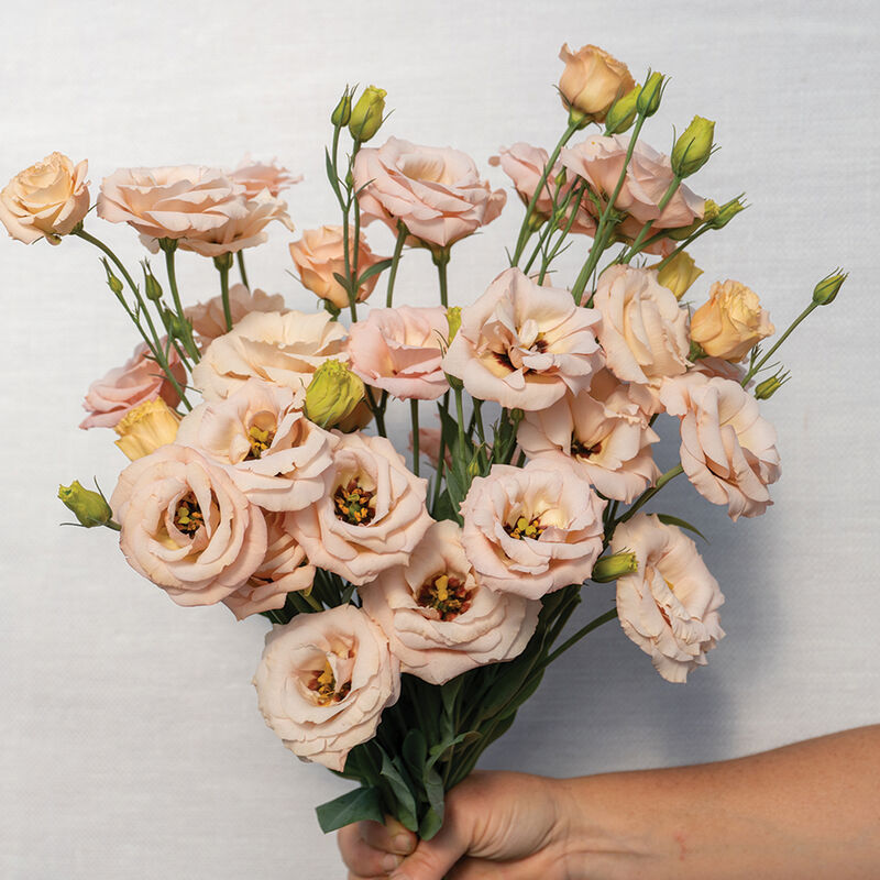 LisAdora® Apricot III Lisianthus