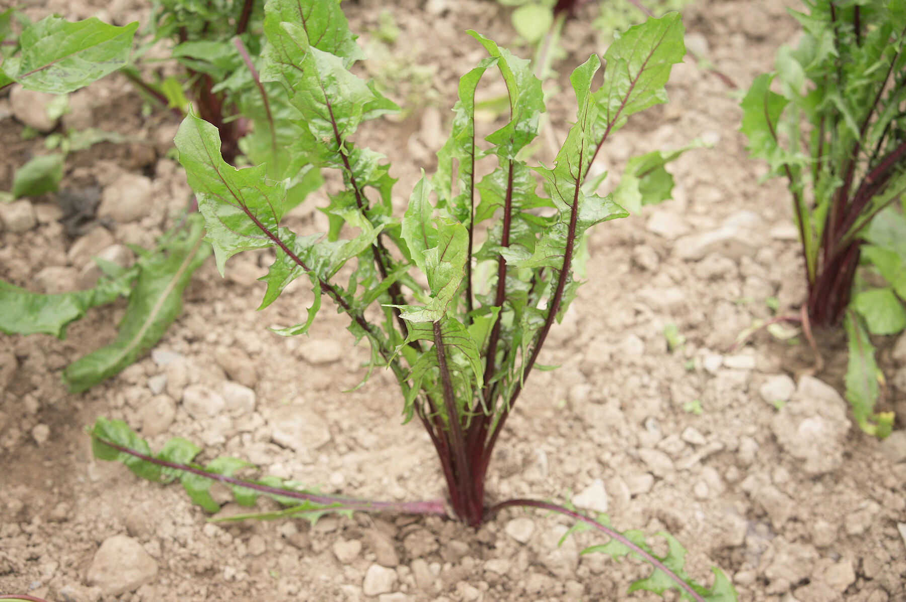 Italiko Red Italian Dandelion