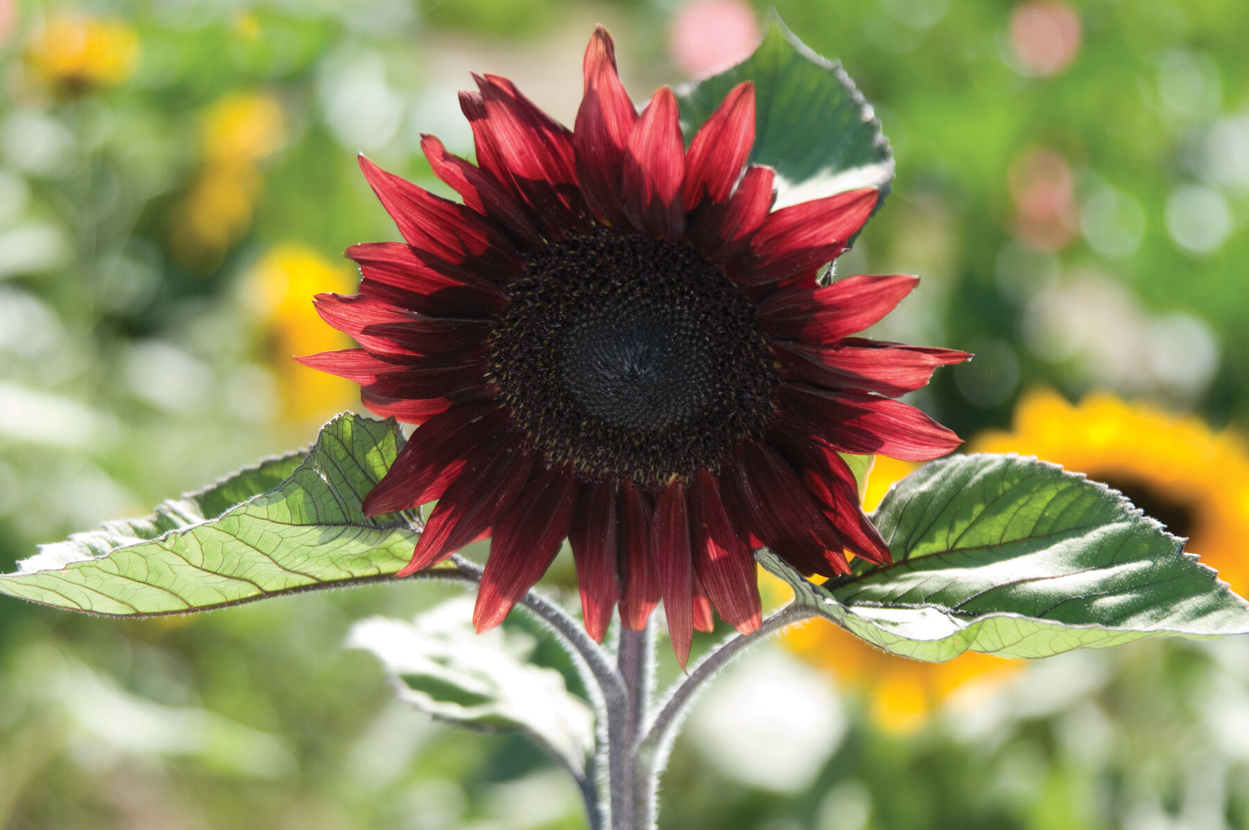 ProCut Series Sunflower Seeds | Johnny's Selected Seeds