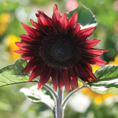 ProCut® Red Tall Sunflowers