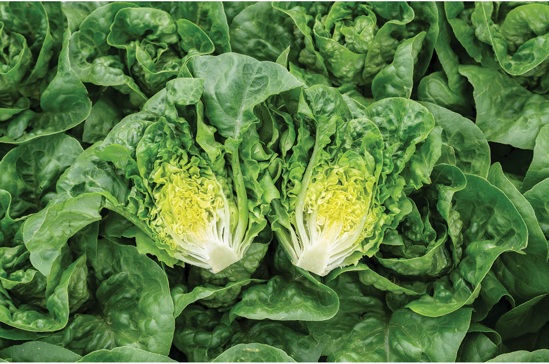 ベジーページ Gatsbi - Lettuce Seed | Johnny's Selected Seeds