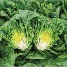 Gatsbi Bibb Lettuce