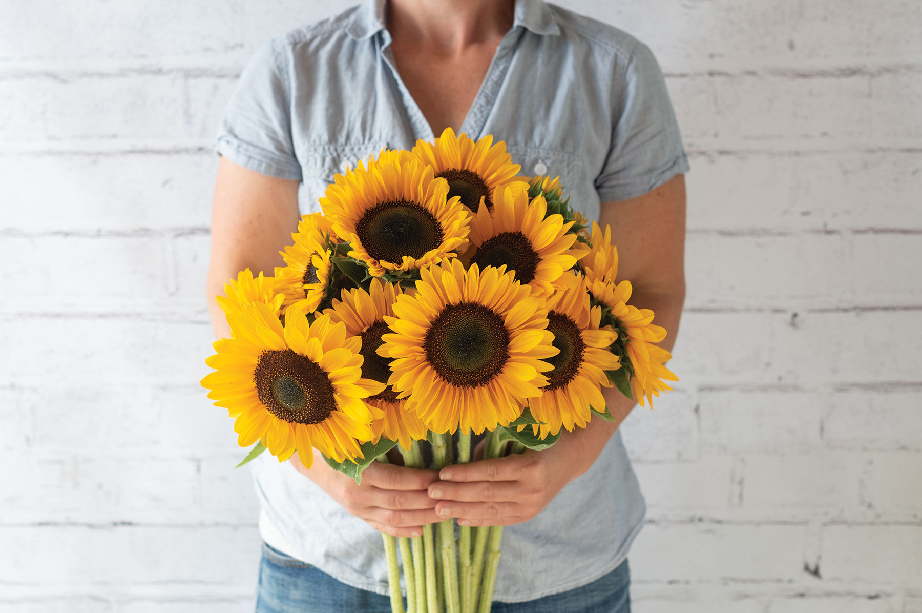 Tall Sunflower Seeds | Johnny's Selected Seeds