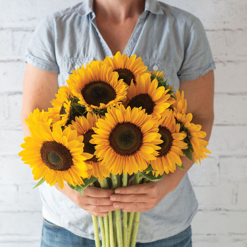 Sunrich Summer Provence Tall Sunflowers