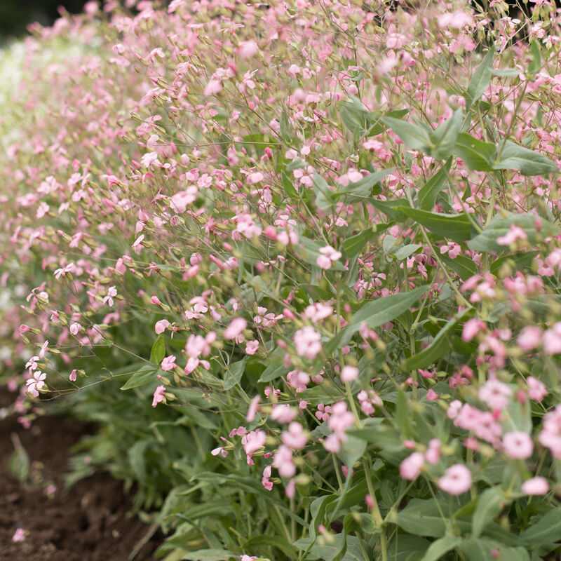 Pink Beauty Saponaria