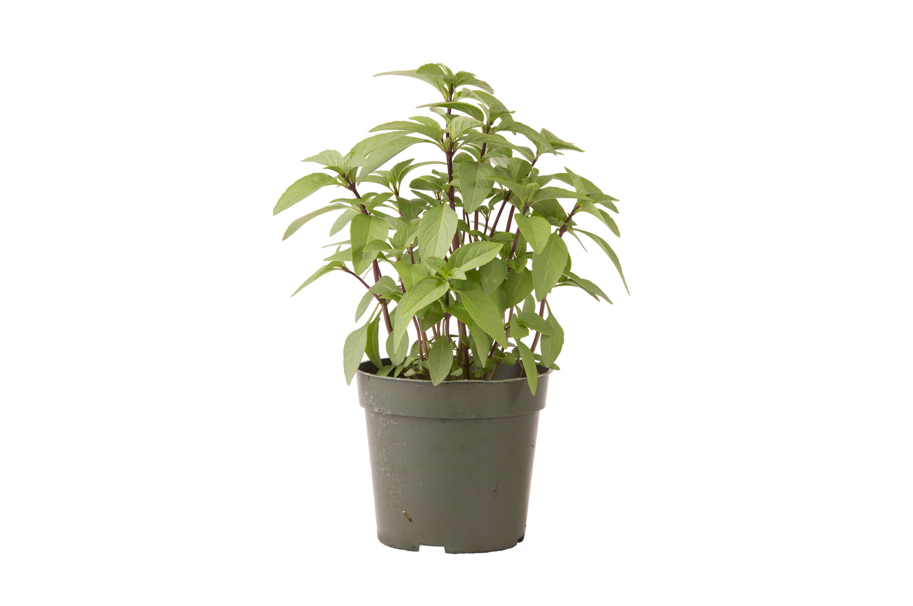 Johnny's Selected Seeds Sweet Thai Basil Seed