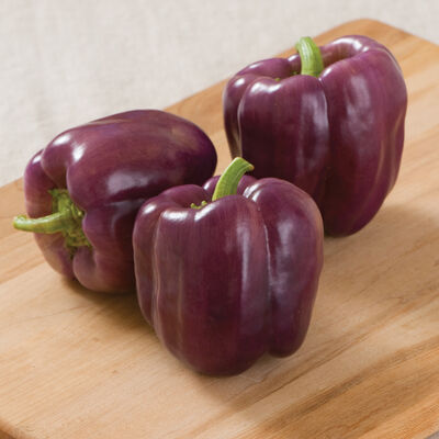 Diamond Bell Pepper  John Scheepers Kitchen Garden Seeds