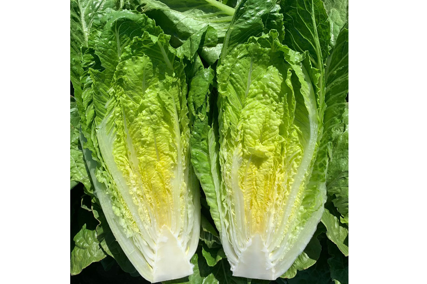 Sunland Romaine Lettuce (Cos)