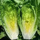 Sunland Romaine Lettuce (Cos)