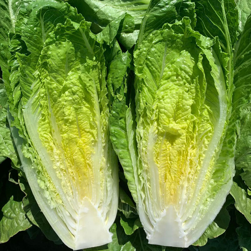 Sunland Sunland Romaine Lettuce (Cos)
