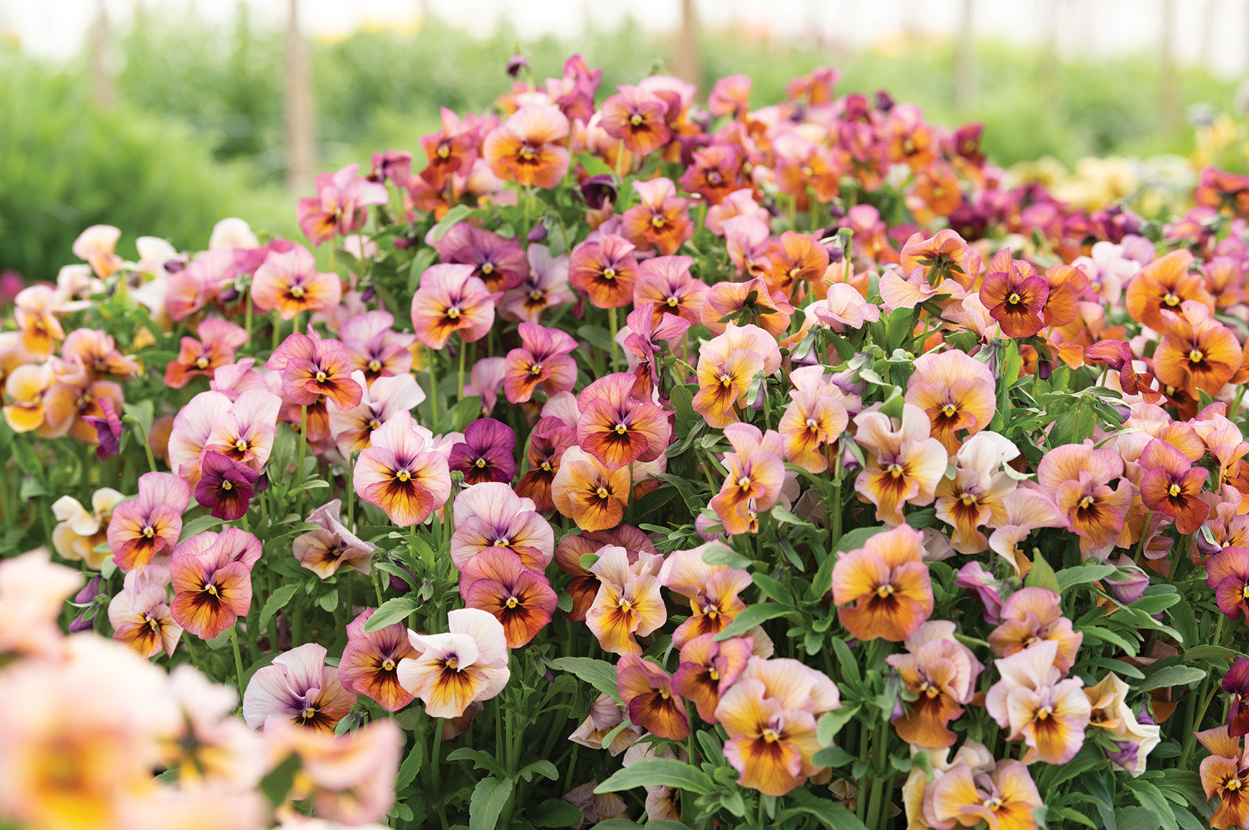 Nature&trade; Mulberry Shades Viola (Pansy)