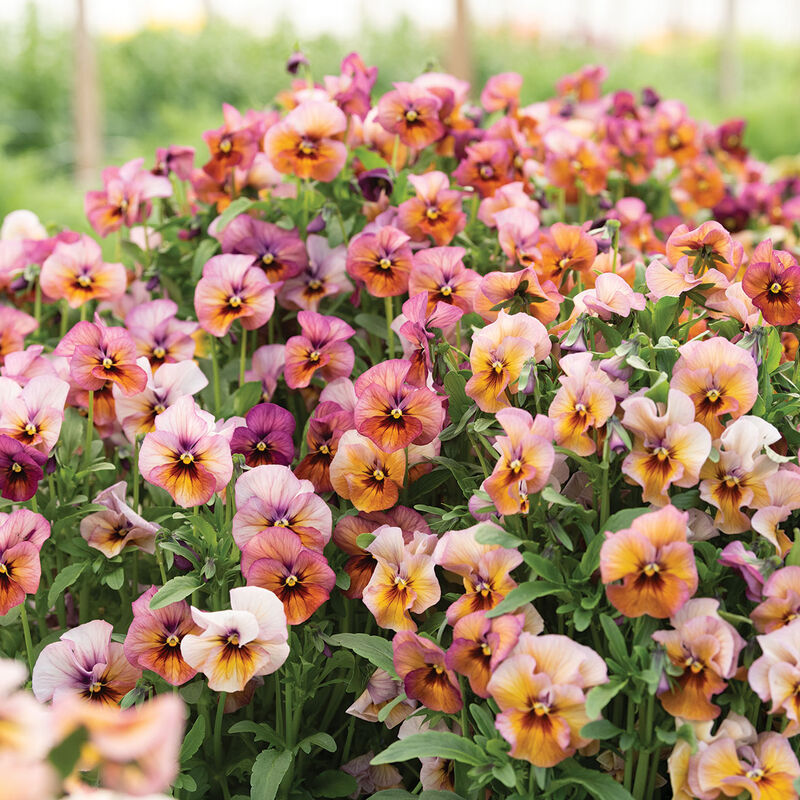 Nature™ Mulberry Shades Viola (Pansy)