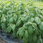 Genovese Compact, Improved Compact Genovese Basil
