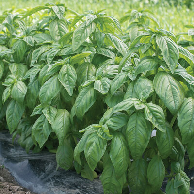 Genovese Compact, Improved Compact Genovese Basil
