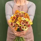 Persian Carpet Zinnias