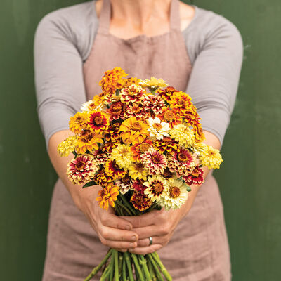 Persian Carpet Zinnias