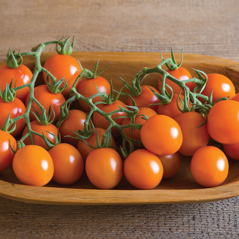 Clementine Cocktail Tomatoes