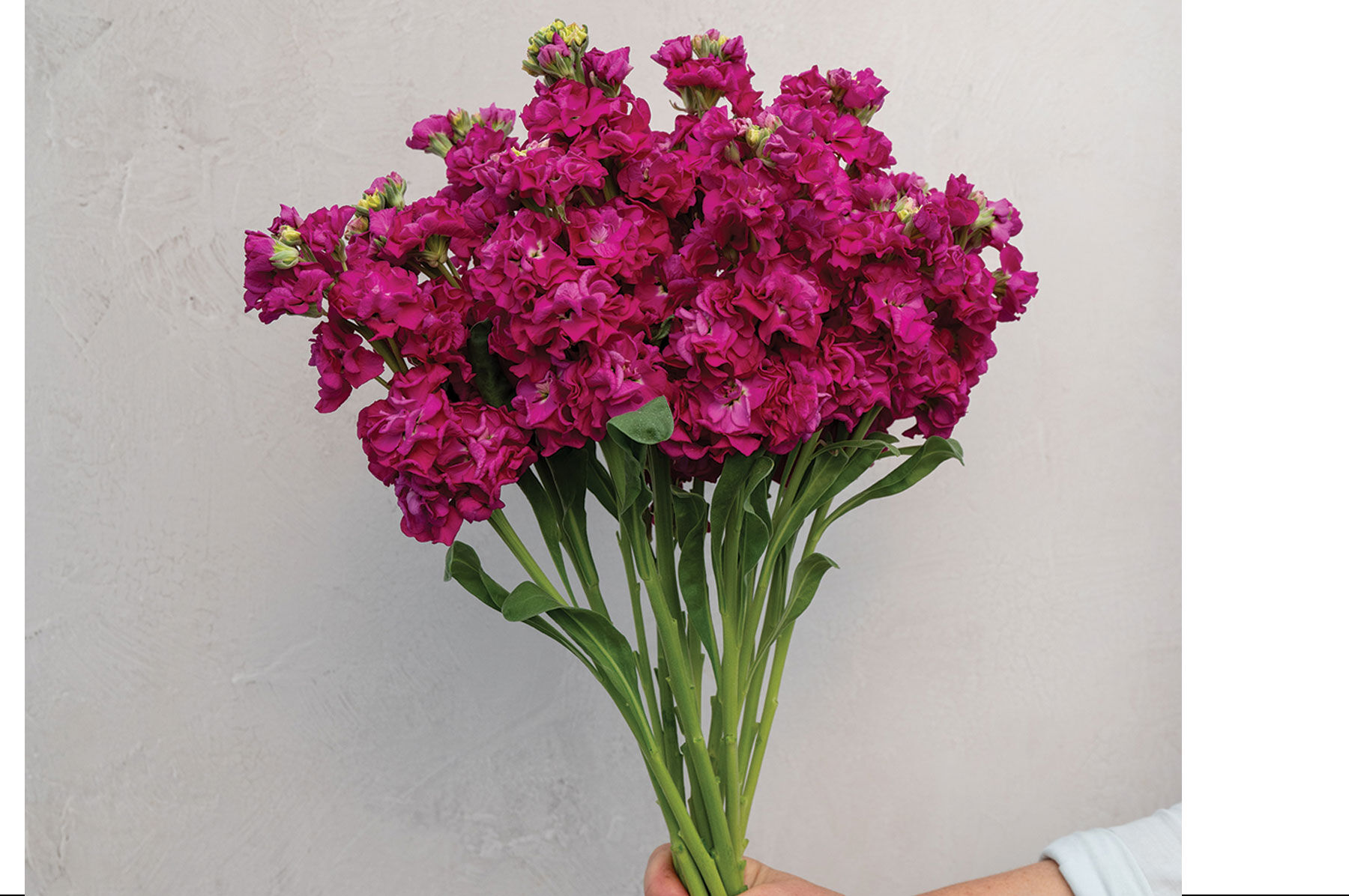 StoX® Deep Rose - Stock Seed | Johnny's Selected Seeds