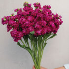 StoX® Deep Rose Stock