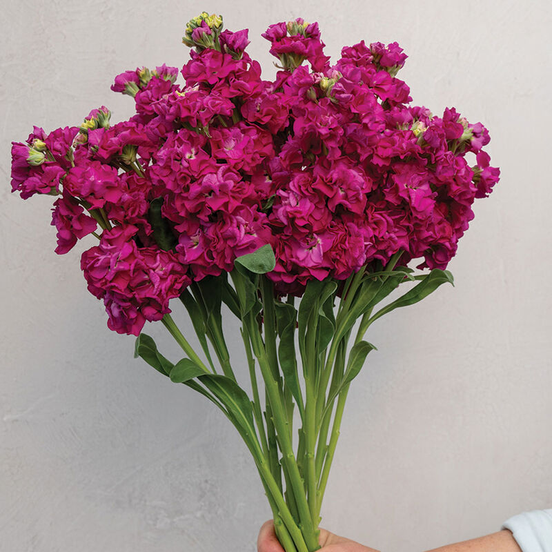 StoX® Deep Rose Stock