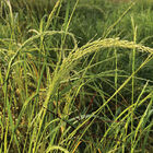 Teff Grasses, Millets and Sorghums