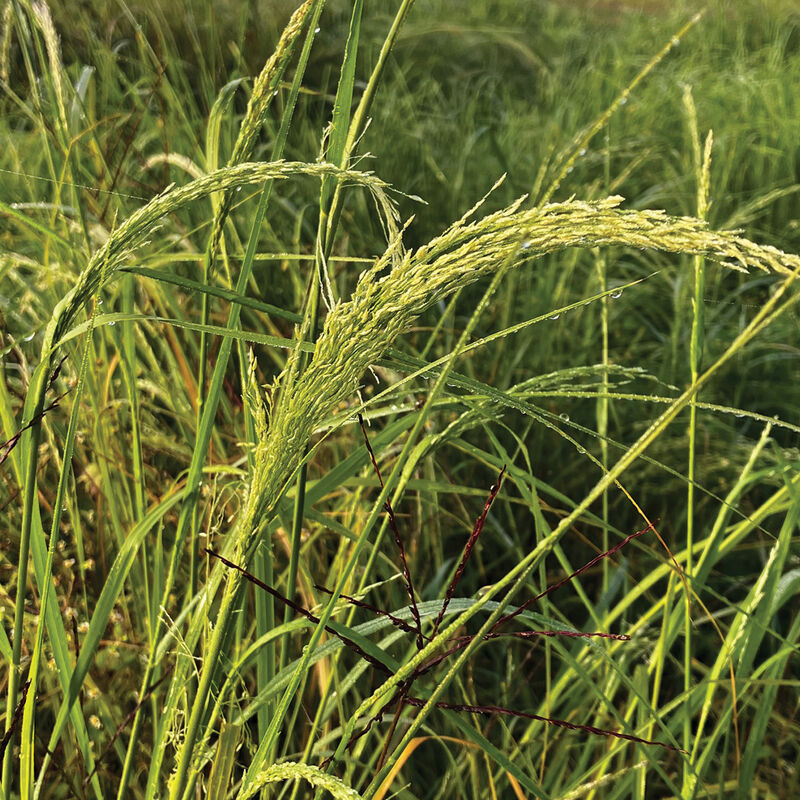 Teff Grasses, Millets and Sorghums