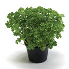 Wega Leaf Parsley