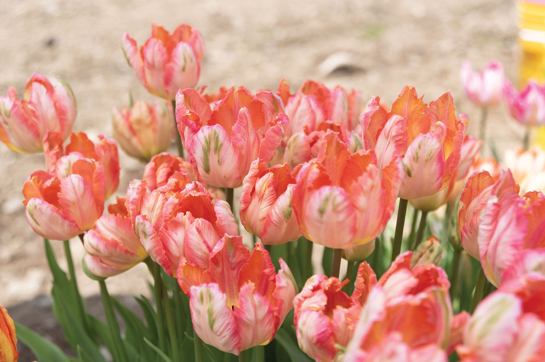 Apricot Parrot Tulips
