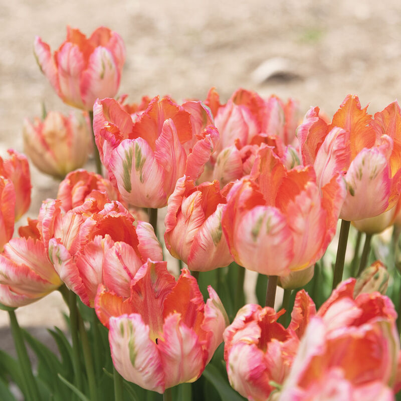 Apricot Parrot Tulips