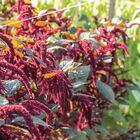 Hopi Red Dye Amaranthus