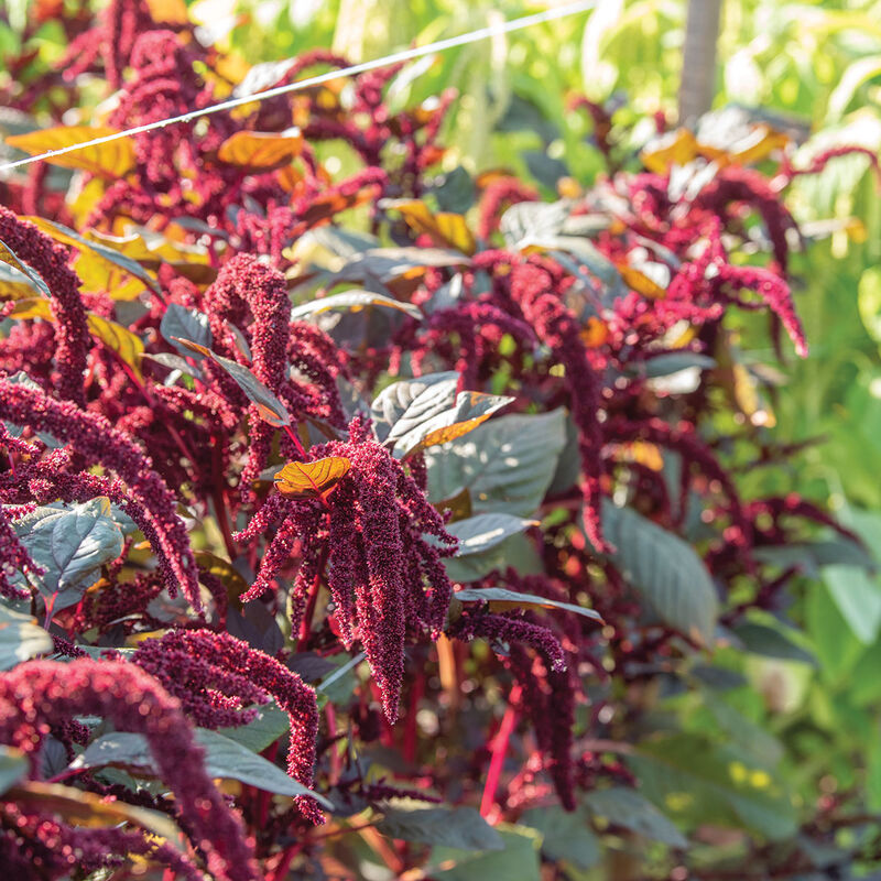 Hopi Red Dye Amaranth – Native-Seeds-Search