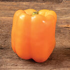 SVPB8500 Sweet Bell Peppers