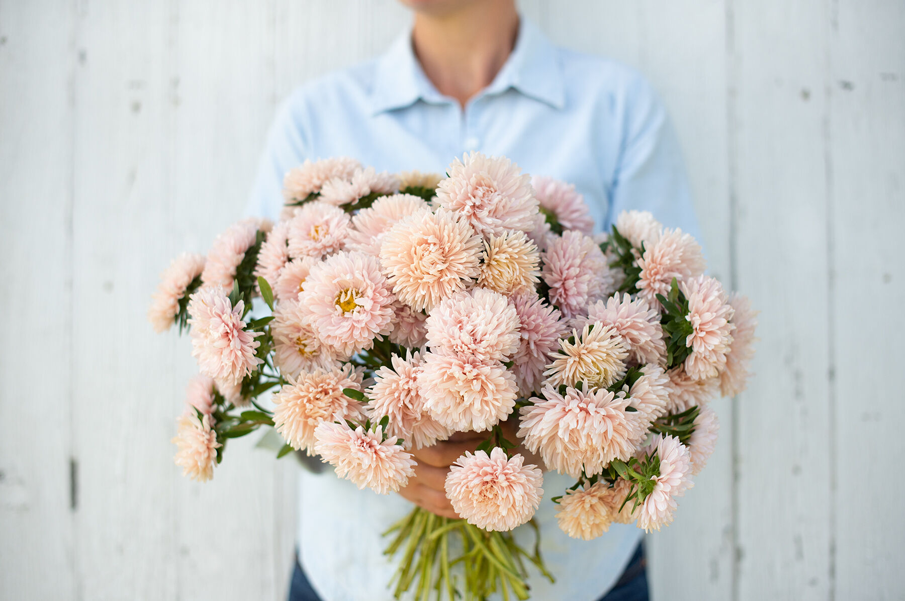 King Size Apricot - China Aster Seed | Johnny's Selected Seeds