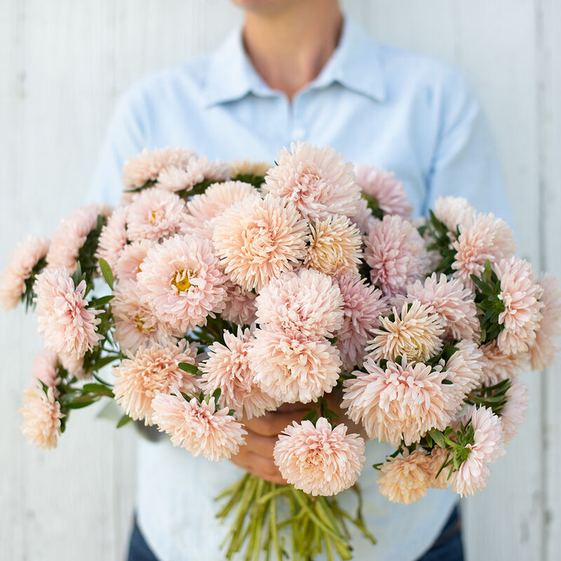 King Size Apricot Aster