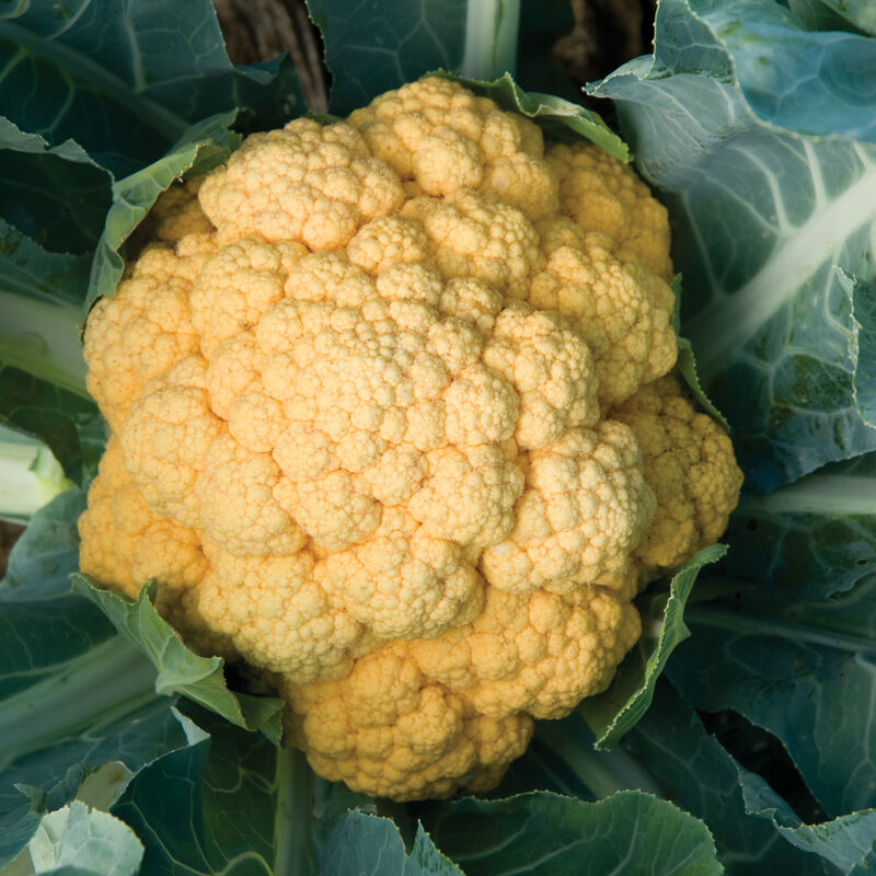 Cheddar Standard Cauliflower