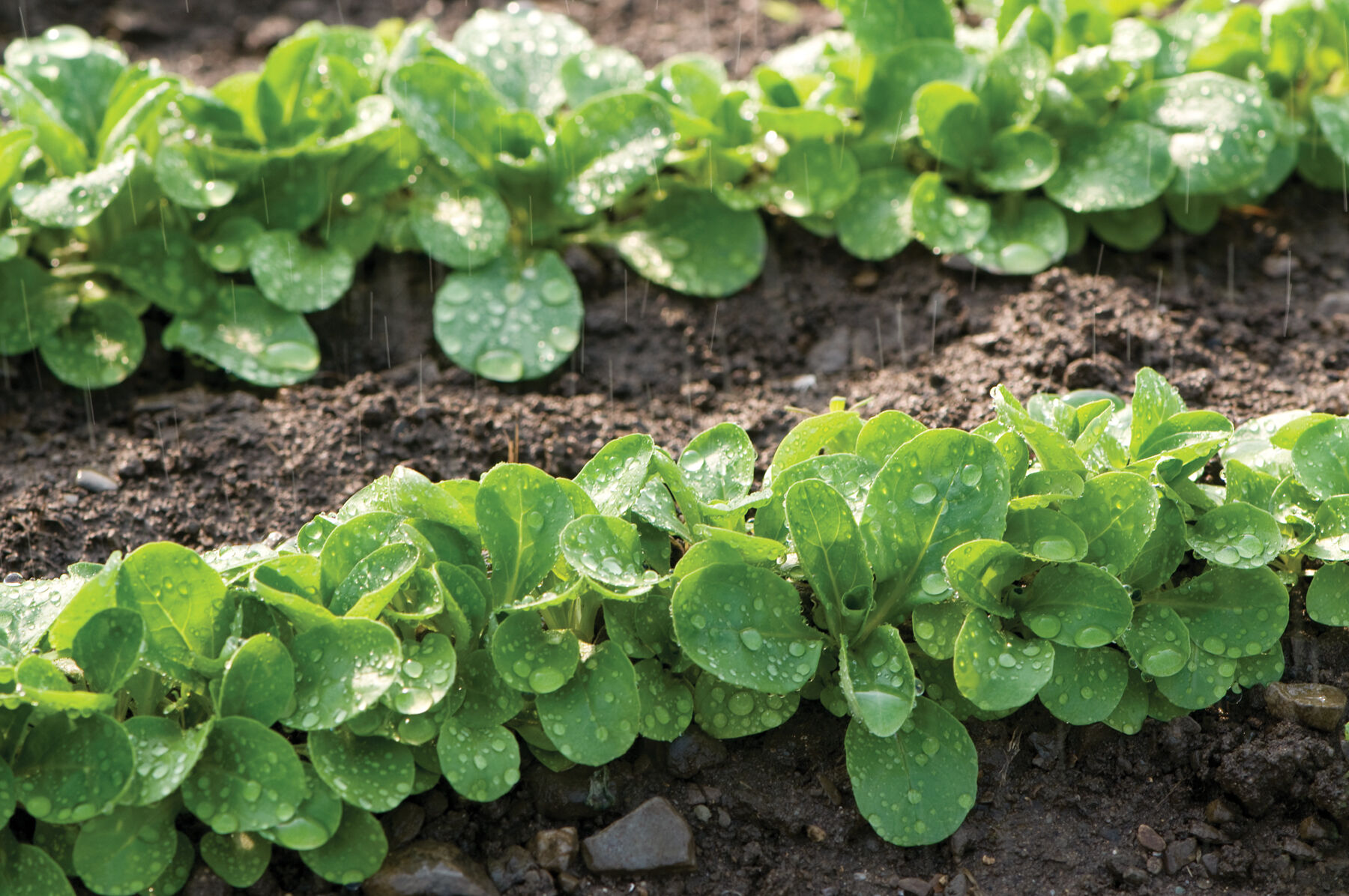 Vit - Mâche Seeds | Johnny's Selected Seeds