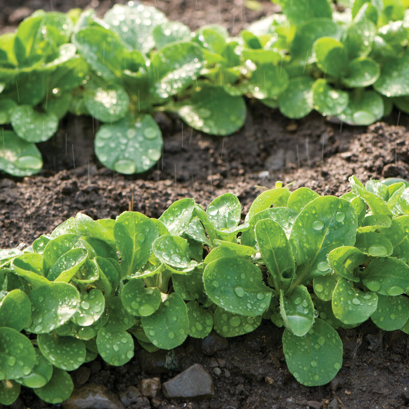 Mache Lettuce - Delicious Verte de Cambrai - Small Leaf Variety and Best  for Overwintering in The Cold Northeast. Corn Salad.