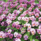 Floral Power Plum Antique Viola (Pansy)
